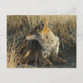 R16 Coyote Scratching Postkarte