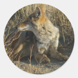 R16 Coyote Scratching Runder Aufkleber