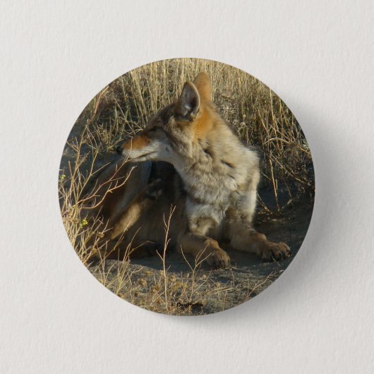 R16 Kojote kratzt Button (Vorderseite)