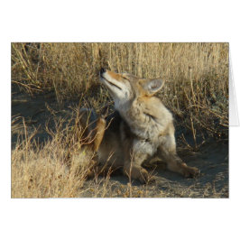 R17 Coyote Scratching