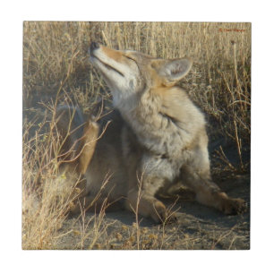 R17 Coyote Scratching Fliese