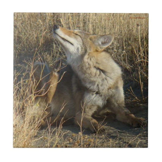 R17 Coyote Scratching Fliese (Vorderseite)