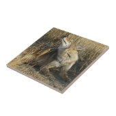 R17 Coyote Scratching Fliese (Seite)