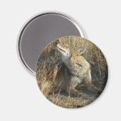 R17 Coyote Scratching Magnet (Vorderseite/Rückseite)