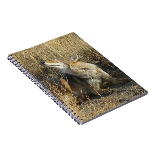 R17 Coyote Scratching Notizblock (Rechte Seite)