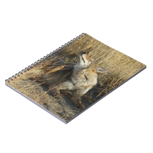 R17 Coyote Scratching Notizblock (Linke Seite)