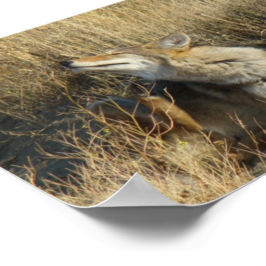 R17 Coyote Scratching Poster (Ecke)