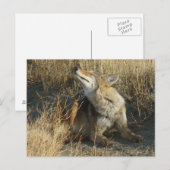 R17 Coyote Scratching Postkarte (Vorne/Hinten)