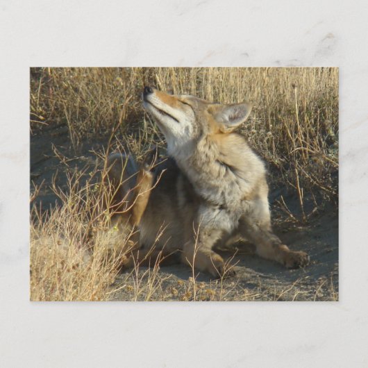 R17 Coyote Scratching Postkarte (Vorderseite)