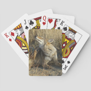 R17 Coyote Scratching Spielkarten