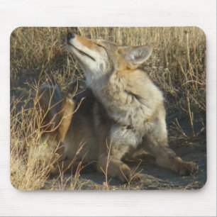 R17 Kojote kratzend Mousepad
