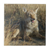 R18 Coyote Lay Fliese (Vorderseite)