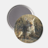R18 Coyote Lay Magnet (Vorderseite/Rückseite)