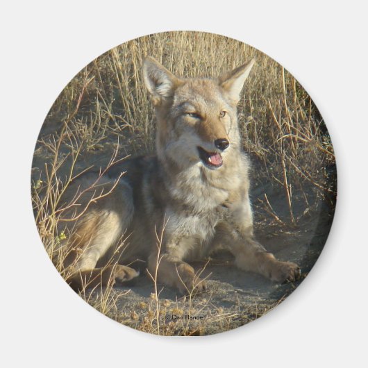 R18 Coyote Lay Magnet (Vorne)