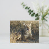 R18 Coyote Lay Postkarte (Stehend Vorderseite)