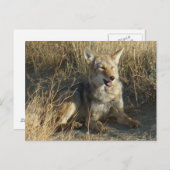 R18 Coyote Lay Postkarte (Vorne/Hinten)