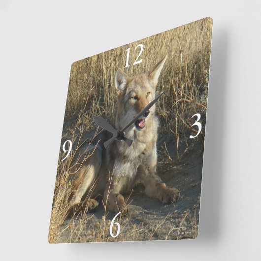 R18 Coyote Lay Quadratische Wanduhr (Winkel)