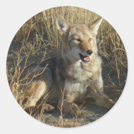 R18 Coyote Lay Runder Aufkleber