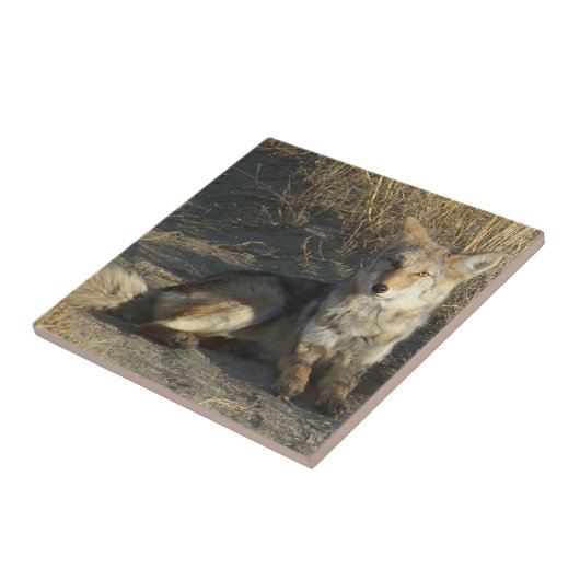 R19 Coyote Lay Fliese (Seite)