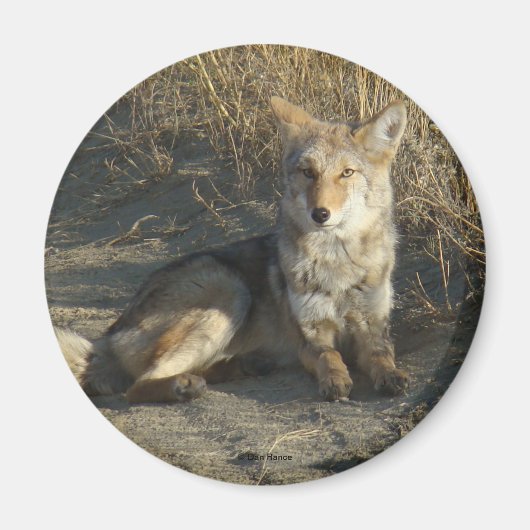 R19 Coyote Lay Magnet (Vorne)