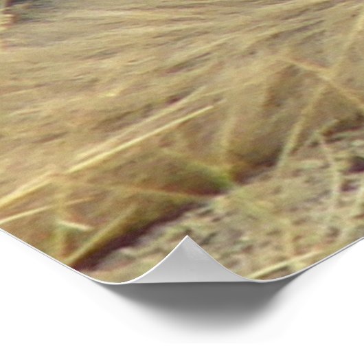 R19 Coyote Lay Poster (Ecke)