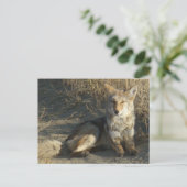 R19 Coyote Lay Postkarte (Stehend Vorderseite)