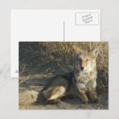 R19 Coyote Lay Postkarte (Vorne/Hinten)