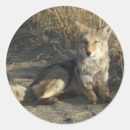 R19 Coyote Lay Runder Aufkleber
