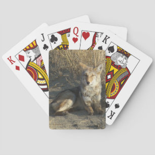 R19 Kojote liegt Spielkarten