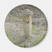 R1 Gopher Richardson's Ground Eichhörnchen Magnet (Vorne)