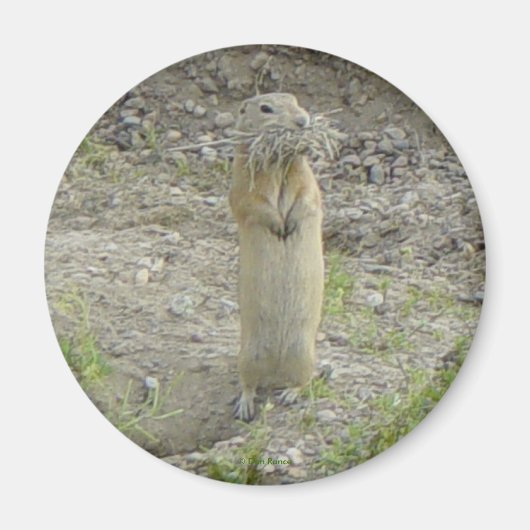 R1 Gopher Richardson's Ground Eichhörnchen Magnet (Vorne)