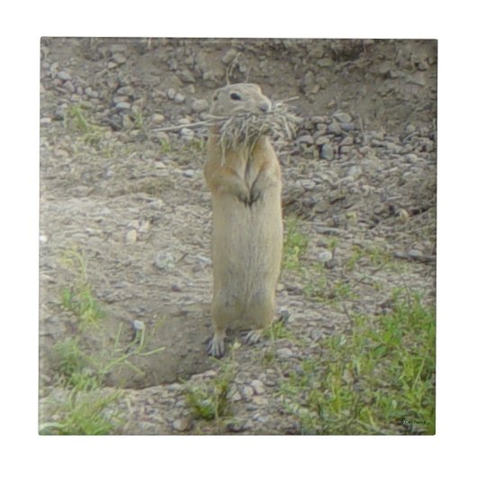 R1 Richardson-Ziesel "Gopher" Fliese (Vorderseite)