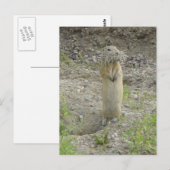 R1 Richardsons Ground Eichhörnchen Postkarte (Vorne/Hinten)