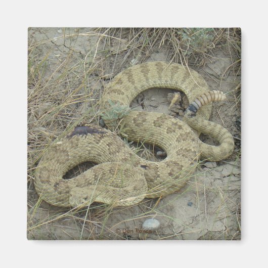 R20 Prairie Rattlesnake Wounded Magnet (Vorne)