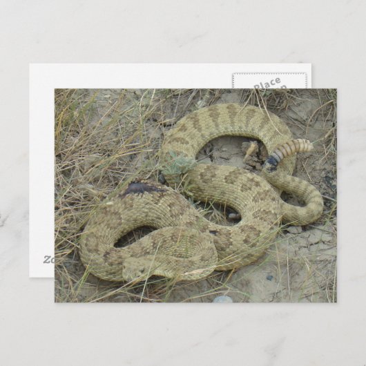 R20 Prairie Rattlesnake Wounded Postkarte (Vorne/Hinten)