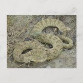 R20 Prairie Rattlesnake Wounded Postkarte (Vorderseite)