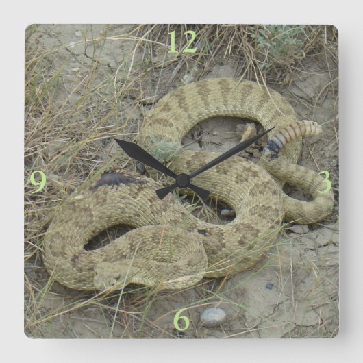 R20 Prairie Rattlesnake Wounded Quadratische Wanduhr (Vorderseite)