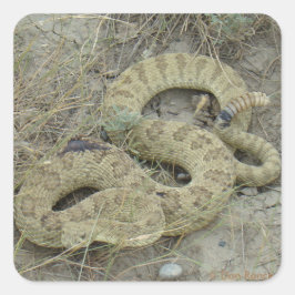 R20 Prairie Rattlesnake Wounded Quadratischer Aufkleber