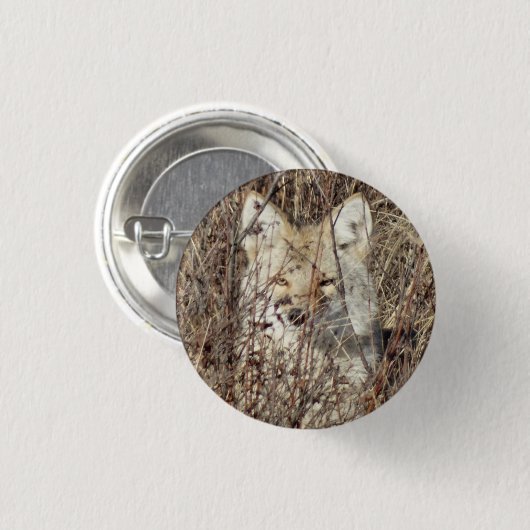 R21 Coyote, die Sie beobachten Button (Vorne & Hinten)