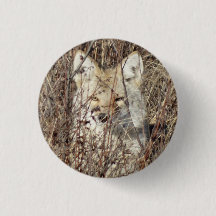 R21 Coyote, die Sie beobachten