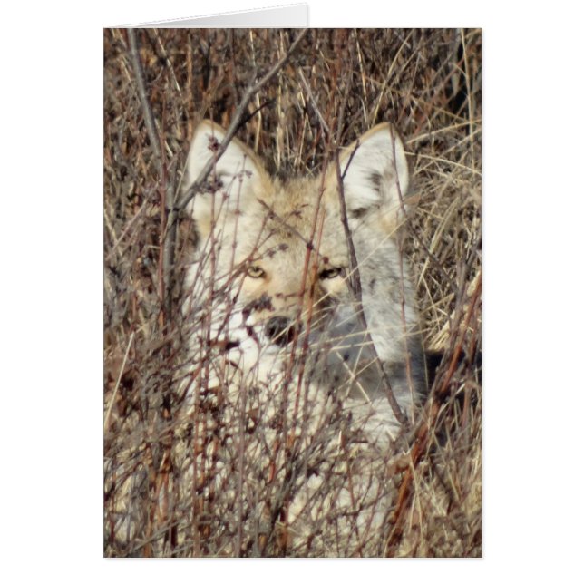 R21 Coyote "Watching You" (Vorne)