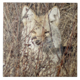 R21 Coyote "Watching You" Fliese