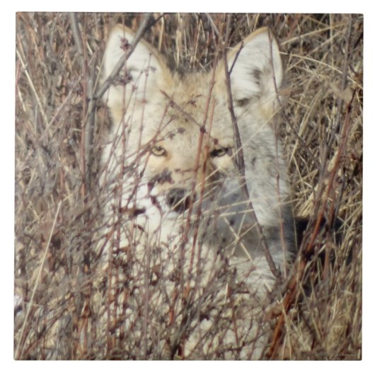 R21 Coyote "Watching You" Fliese (Vorderseite)