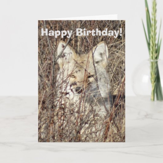 R21 Coyote "Watching You" Karte (Vorderseite)