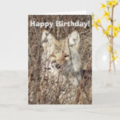 R21 Coyote "Watching You" Karte (Gelbe Blume)