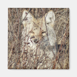 R21 Coyote "Watching You" Magnet