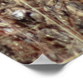 R21 Coyote "Watching You" Poster (Ecke)