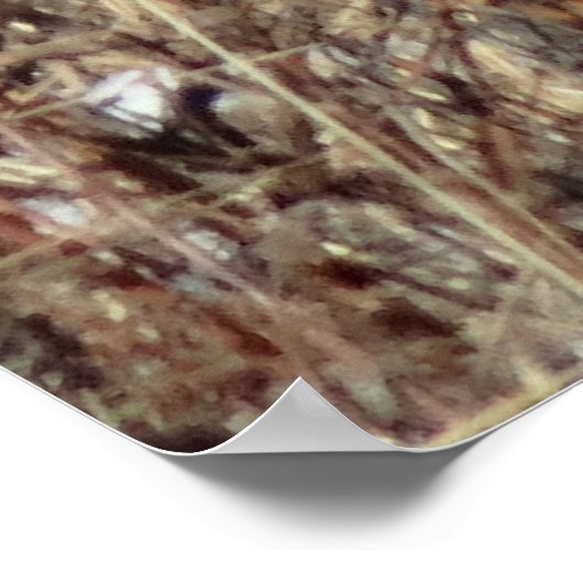 R21 Coyote "Watching You" Poster (Ecke)