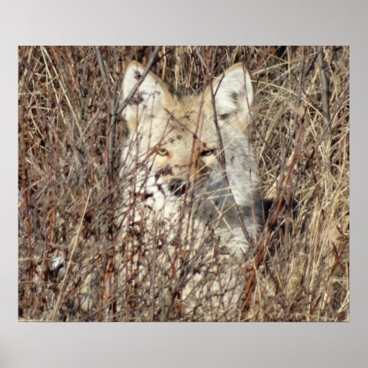 R21 Coyote "Watching You" Poster (Vorne)