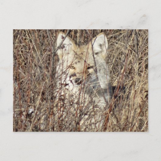 R21 Coyote "Watching You" Postkarte (Vorderseite)
